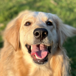 The Happiness Factor – Why Joyful Leaders Build Stronger Teams